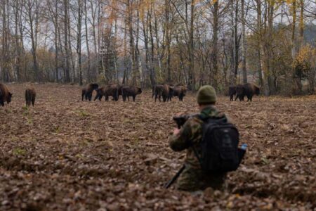 A hunter observing a herd of bison in a forest clearing, exemplifying the thrill and tradition of hunting within the firearms industry